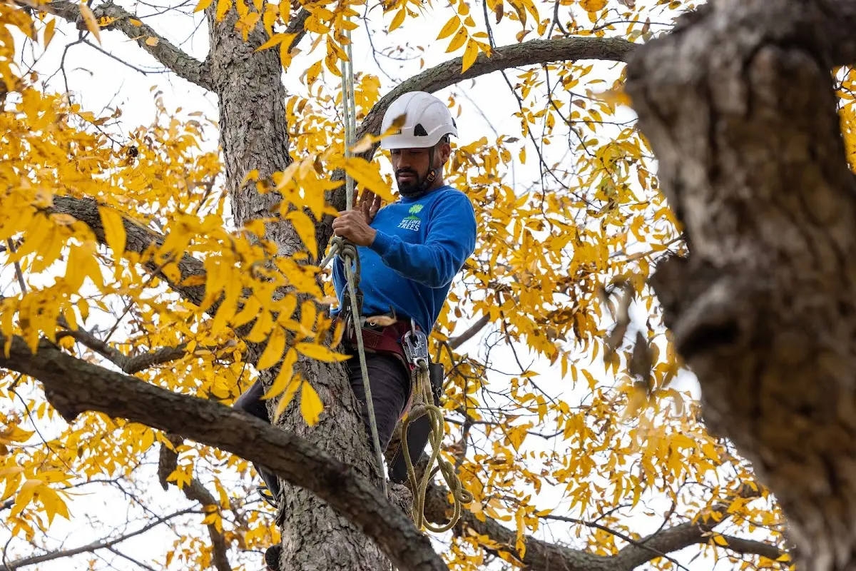 Skilled Tree Planting crew working in Montrose